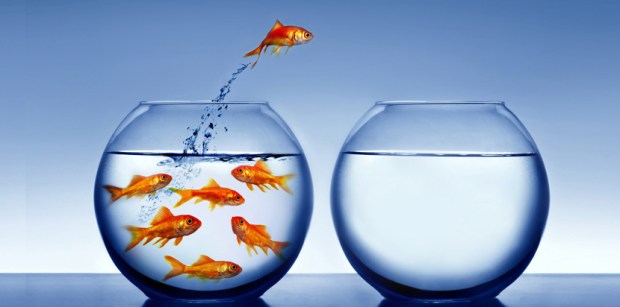 goldfish jumping out of the water