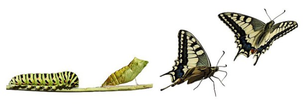 SHE10 Transformation 02